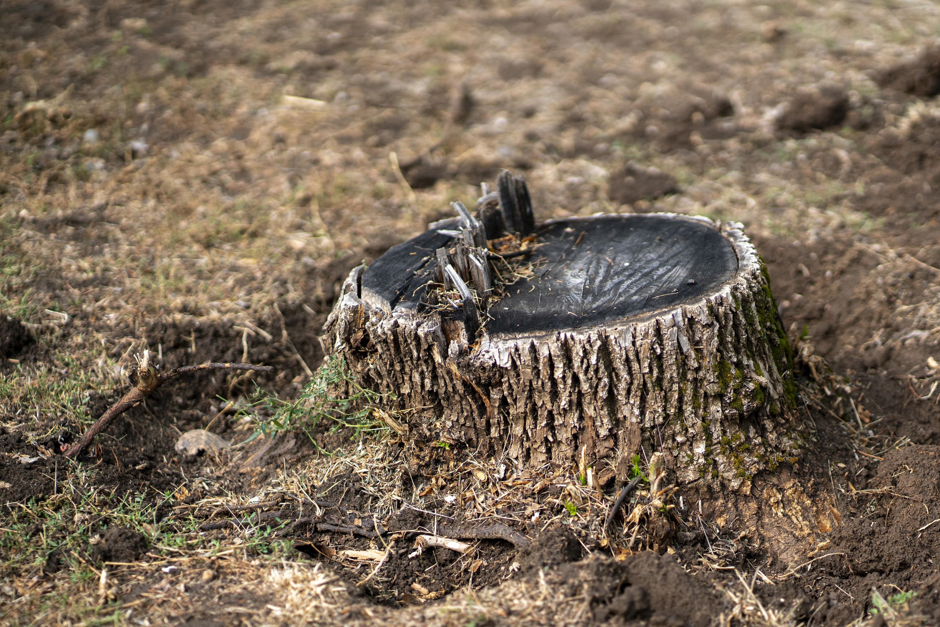 photo of a stump
