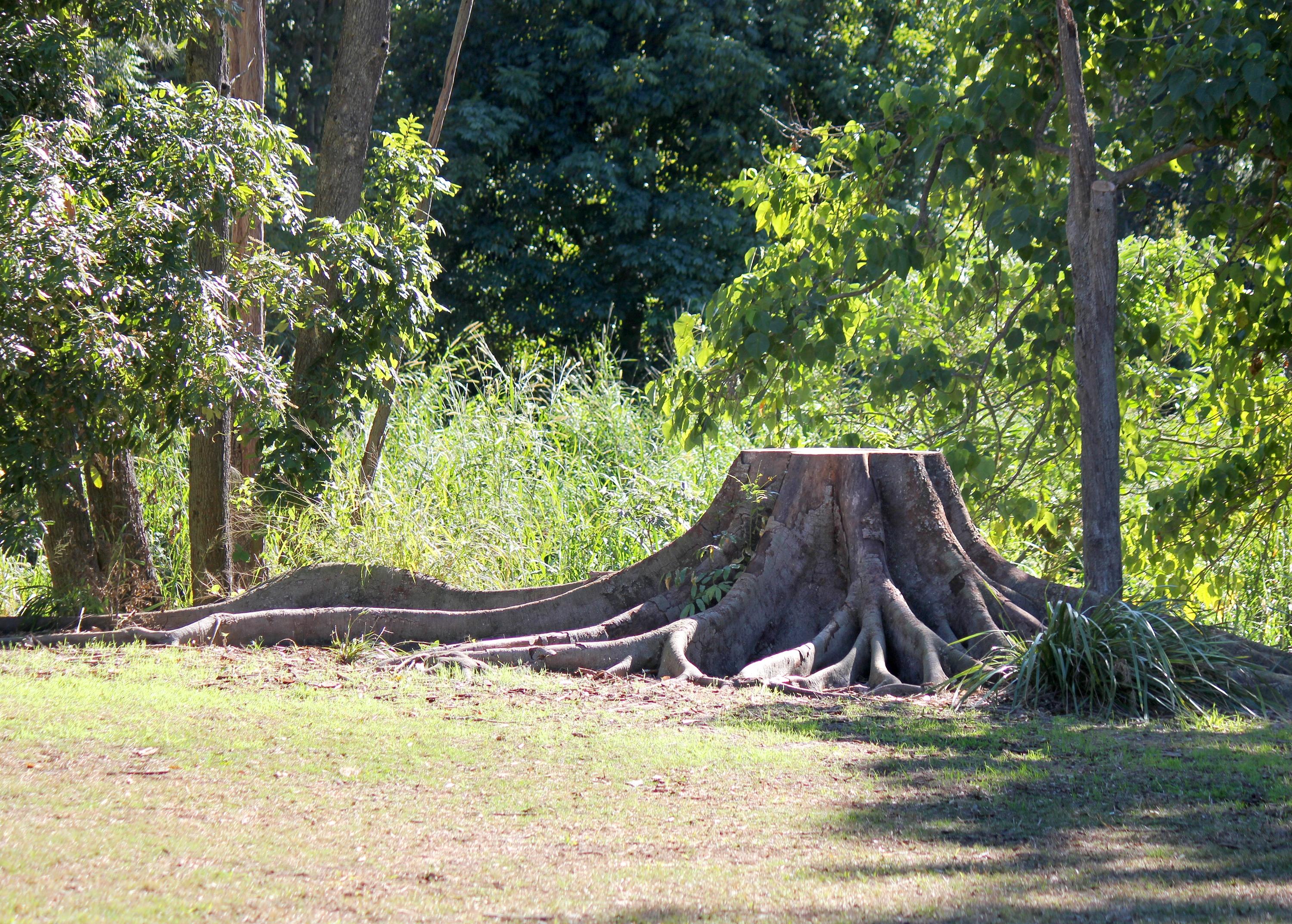 photo of a stump
