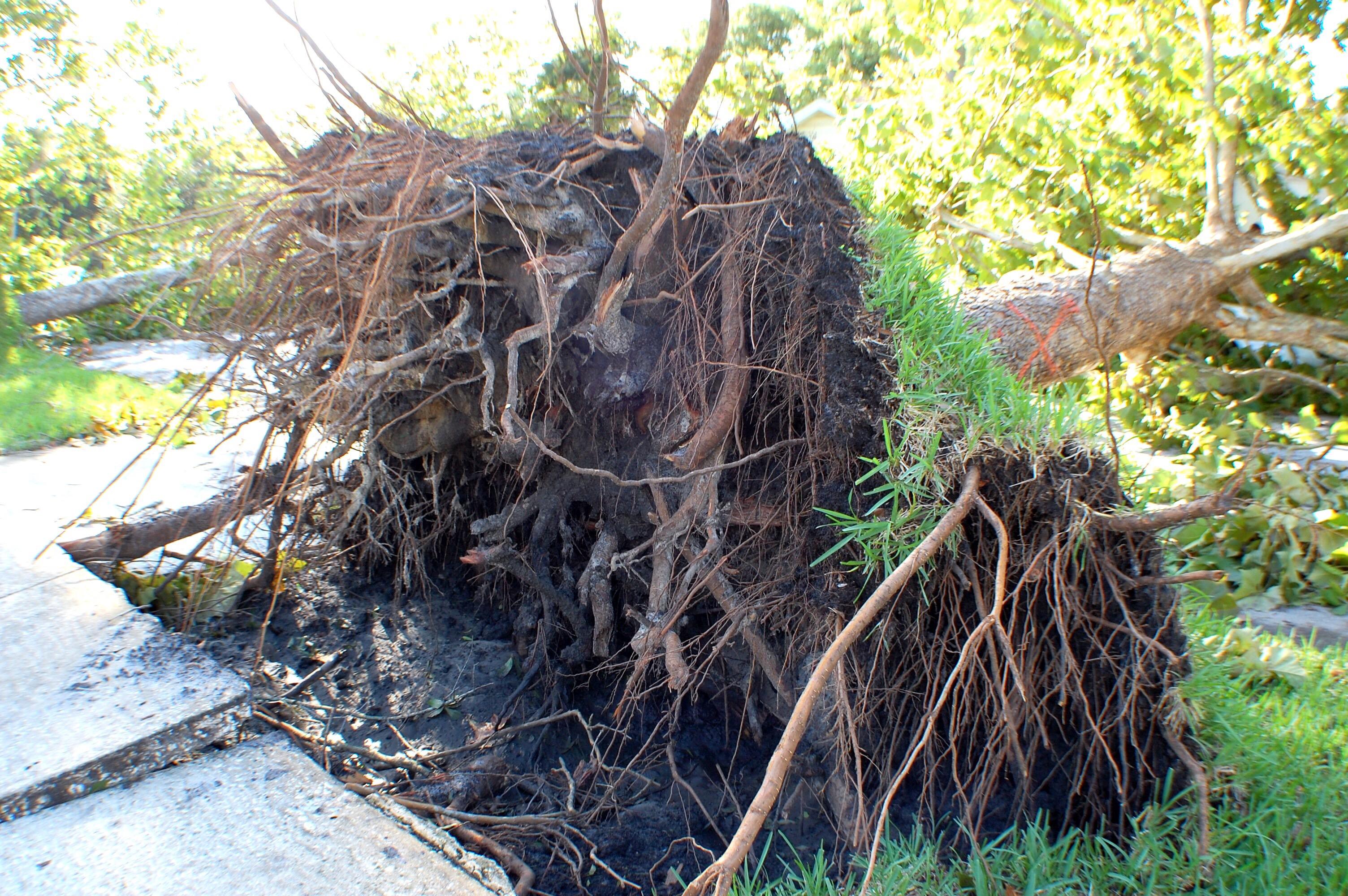 photo of a stump